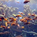 Смотреть веб-камеру Коралловый риф в океанариуме Лос-Анджелеса онлайн